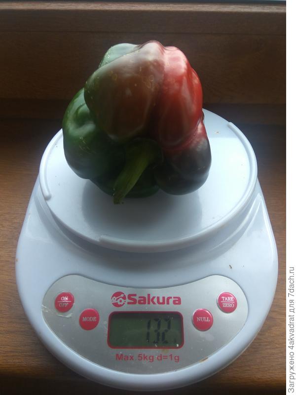 Взвешивание первого перца - 4 сентября