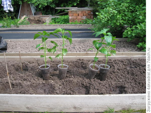 Пересадка на грядку