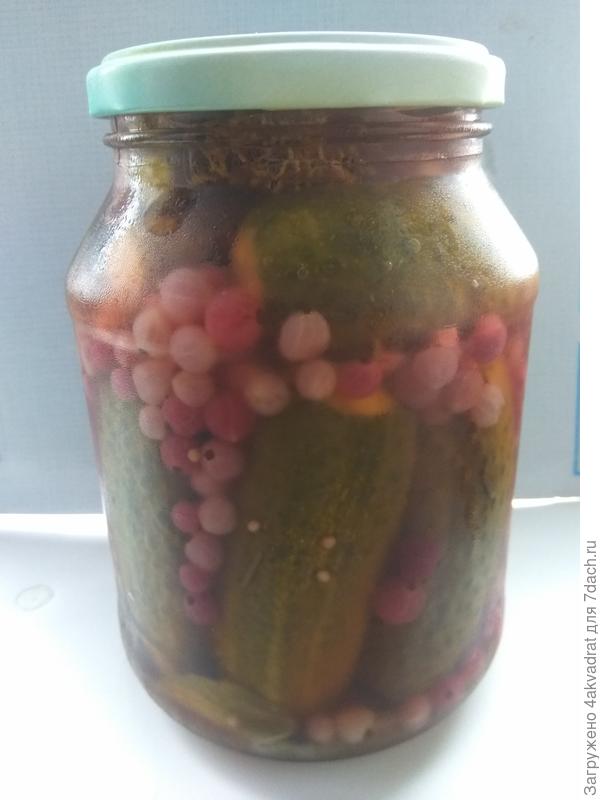 Маринованные с красной смородиной огурчики.