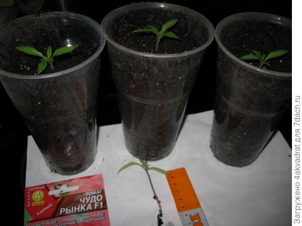 Томаты распикированы.