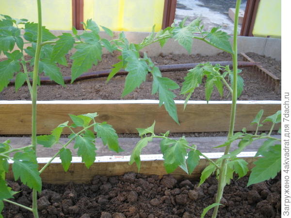 Томат пересажен в теплицу.