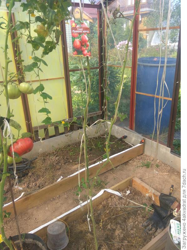 Остались одни стебли без листьев, фото 5 сентября.