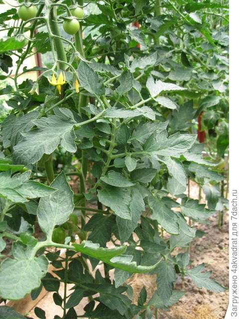 Фото сделано 30 июня