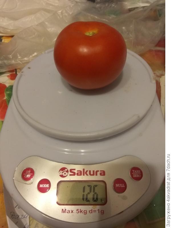 "Типичный" представитель гибрида Чудо рынка