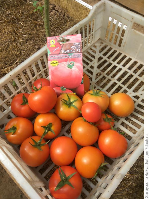 Томаты, собранные 6 августа.