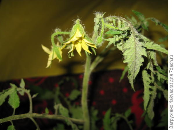 Цветет Пузата хата