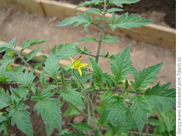 Томат Чудо рынка зацвел (на 2 недели позже остальных)