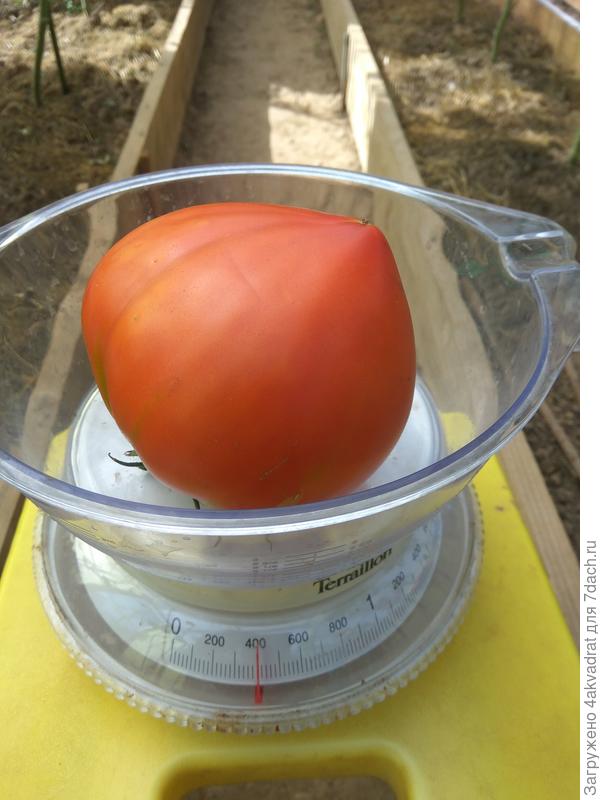 Чемпион - 400 грамм