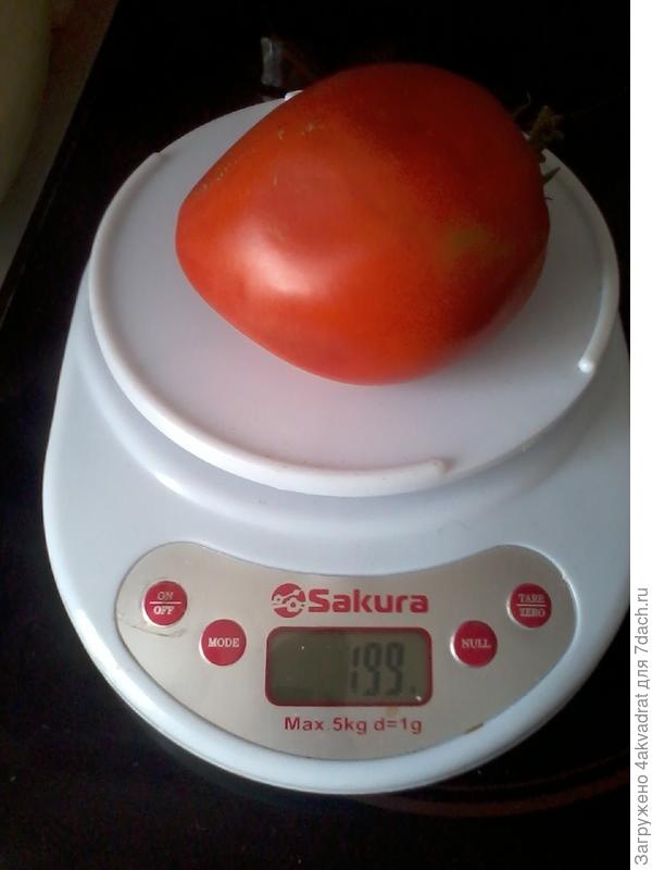 Он же уже на весах.