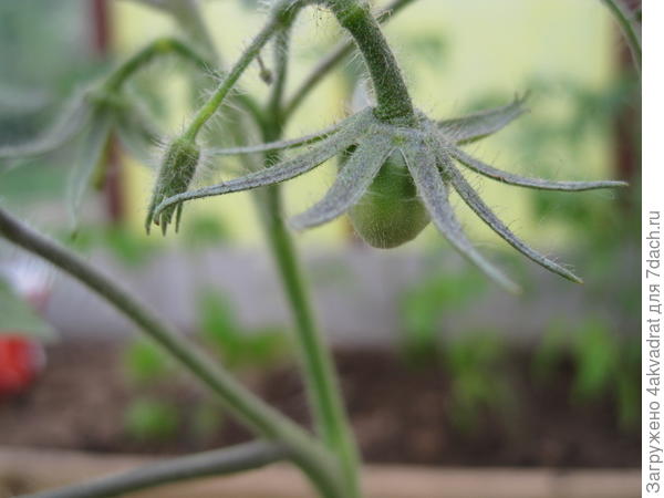 Завязь Пузата хата.