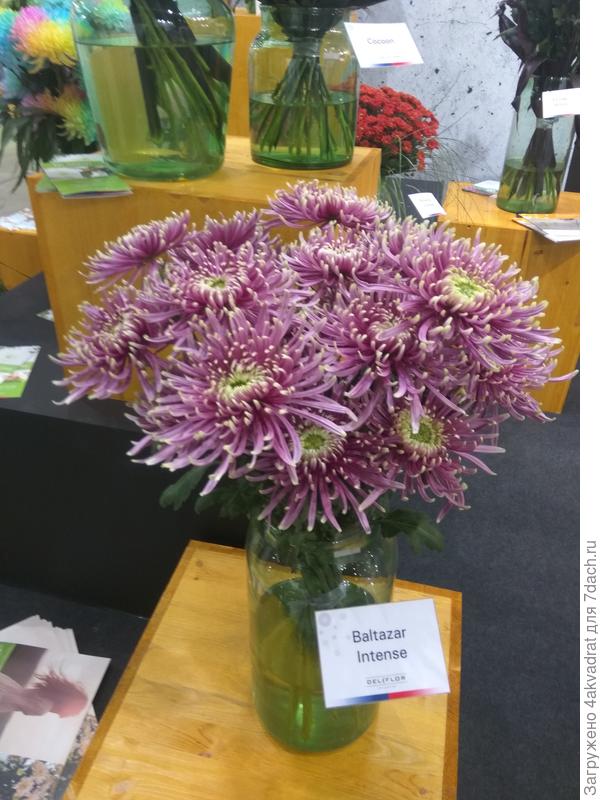 Хризантемы