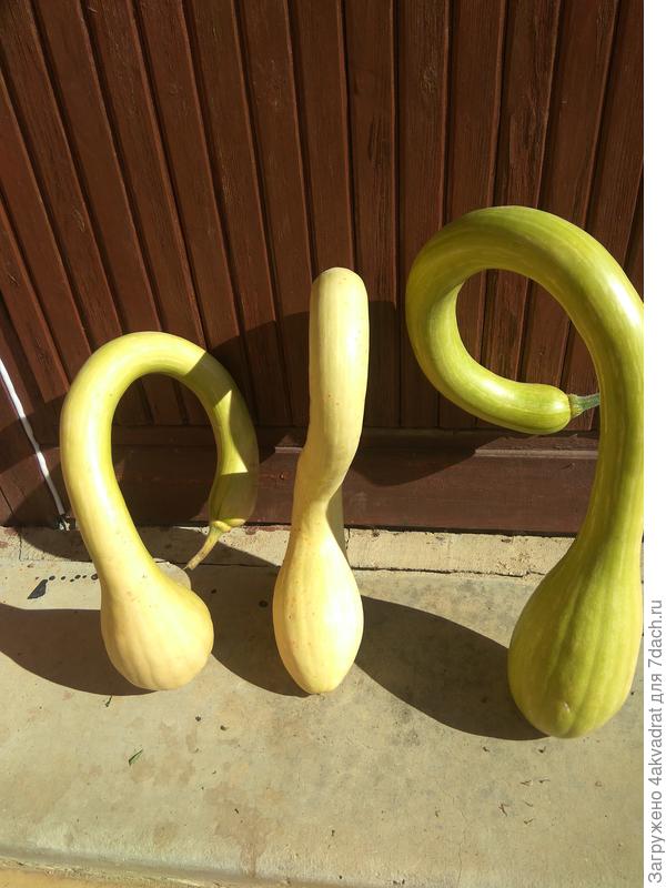 Тыква Трамбон