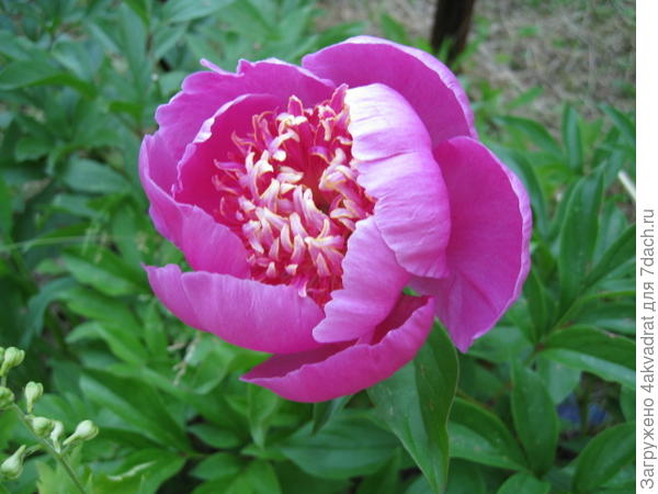 Один из представителей таких пионов, до конца ещё не раскрылся. По-моему это &amp;quot;Неон&amp;quot;