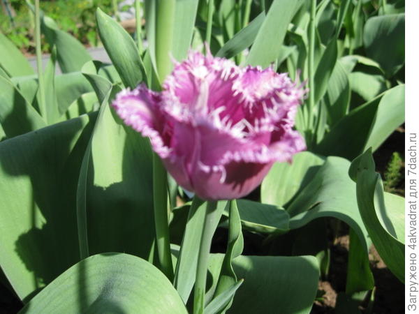 То же только на фото.