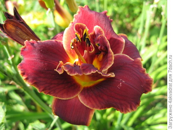 Ещё один красавчик