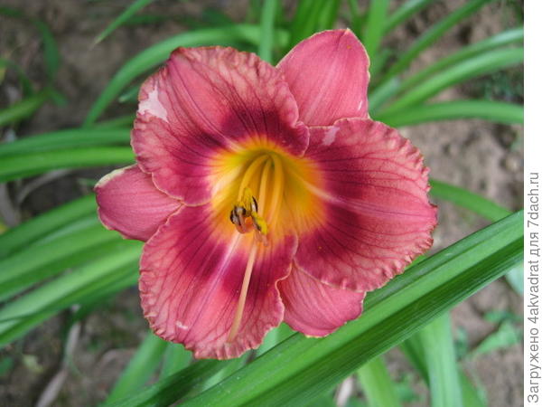 А этот низкий, миниатюрный