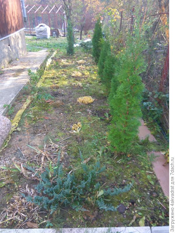 И вот этим по четыре года, можжевельник и туя в конце я покупала, были по 20 см, сейчас 1,20-1,30, а туи на переднем плане из черенков, вот так выросли за 4 года.