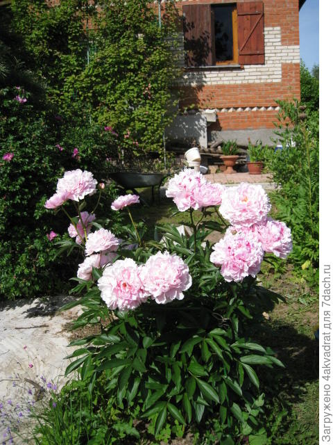 Это самый старый куст, фото 2012 года, а сажала я его в конце 90-х.