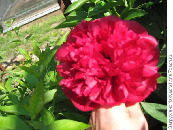 Красный, но фото не передает точный оттенок.