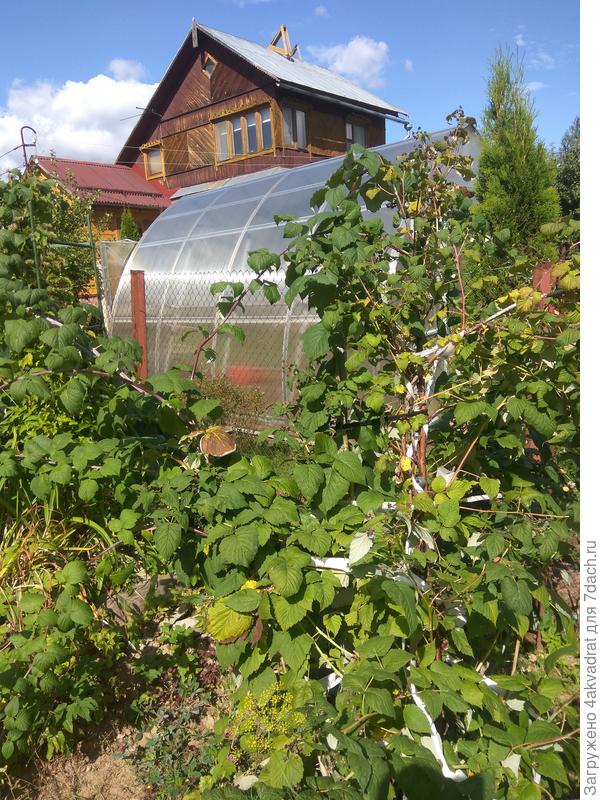 А это пока единственный куст самой малины, высота больше 2-х метров