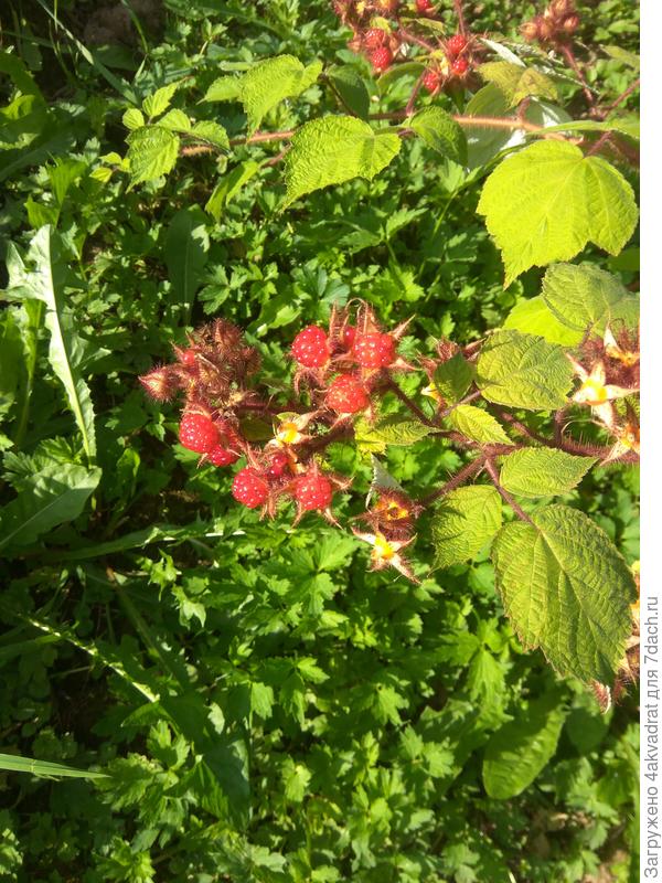 Японская малина.