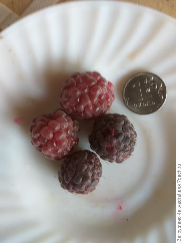 Ягоды малины Глен Кое