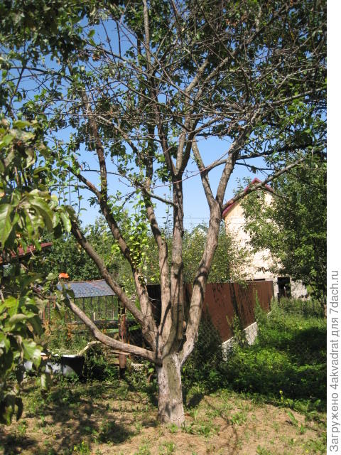 Яблоня уже начала болеть, фото 2011 г.