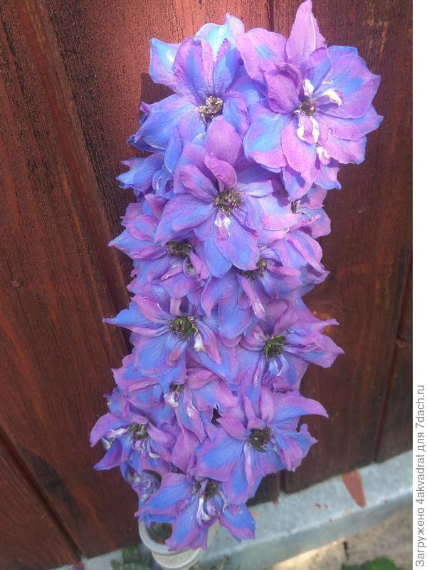 Вырос между фундаментом и отмосткой.