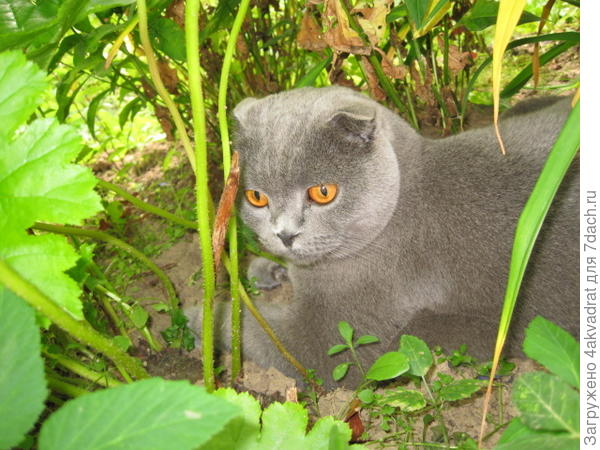 Это Сема соседский, он любит приходить ко мне и лежать в цветочных зарослях.