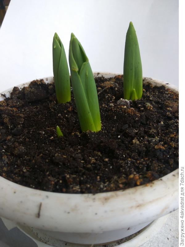 фото 23 февраля