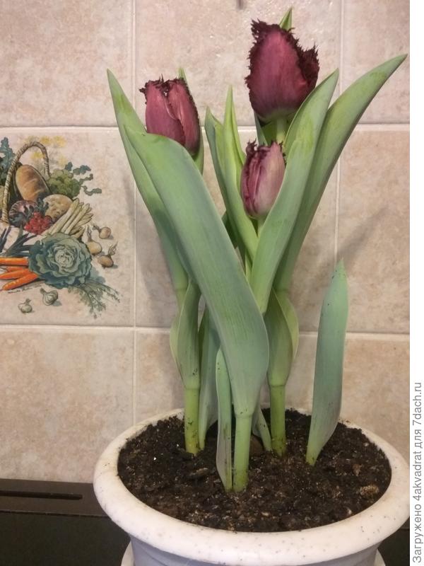 А это 11 марта