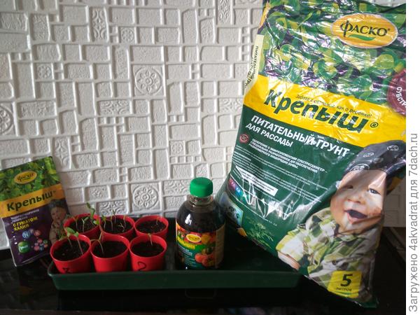 Томаты 2019 г. - всходы.