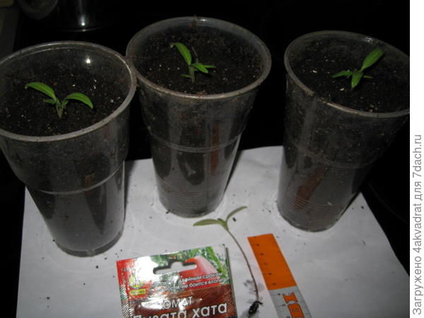 21 марта, томаты после пикировки