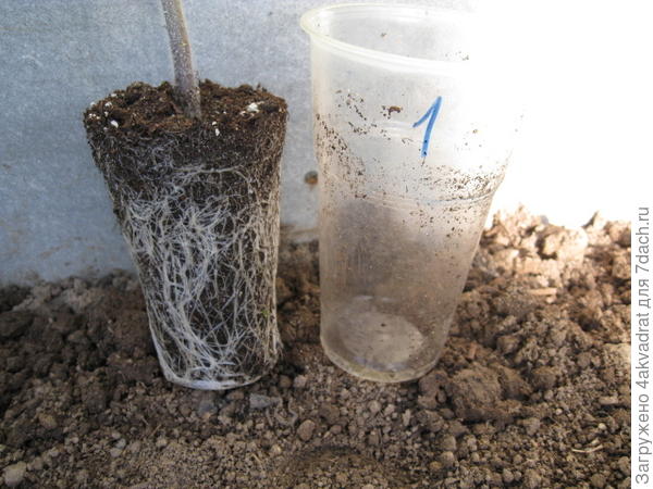 10 мая, корневая система перед высадкой в грунт