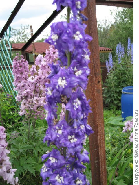 На заднем плане виден куст - долгожитель