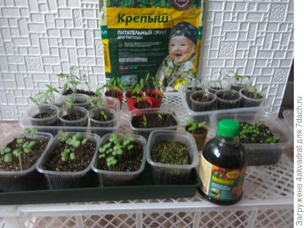 Грунт от Фаско, удобрение и их "подопечные"