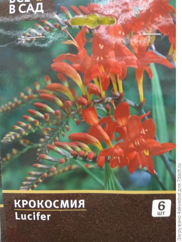 Крокосмия