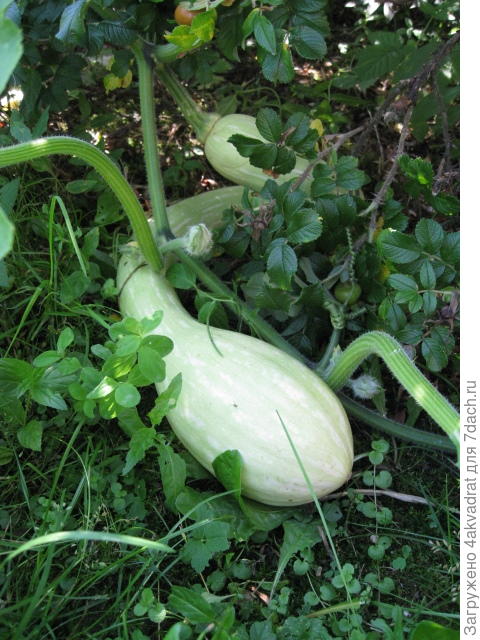 Вот этот Трамбон (а их было штук 5) вырос в мешке.