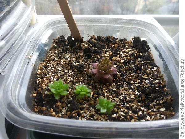 Зеленые - это мои, а красный - подарили.