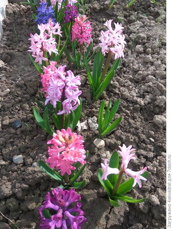 Радужный привет из Подмосковья со станции Турист