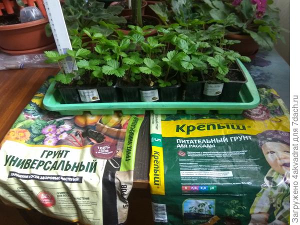 рассада