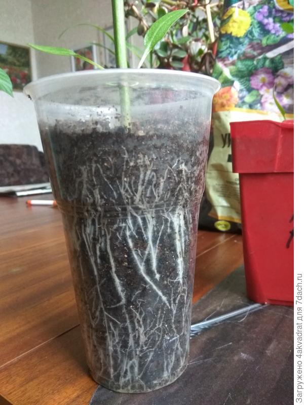 Корневая система перца