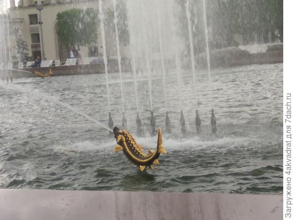 Золотые осетры