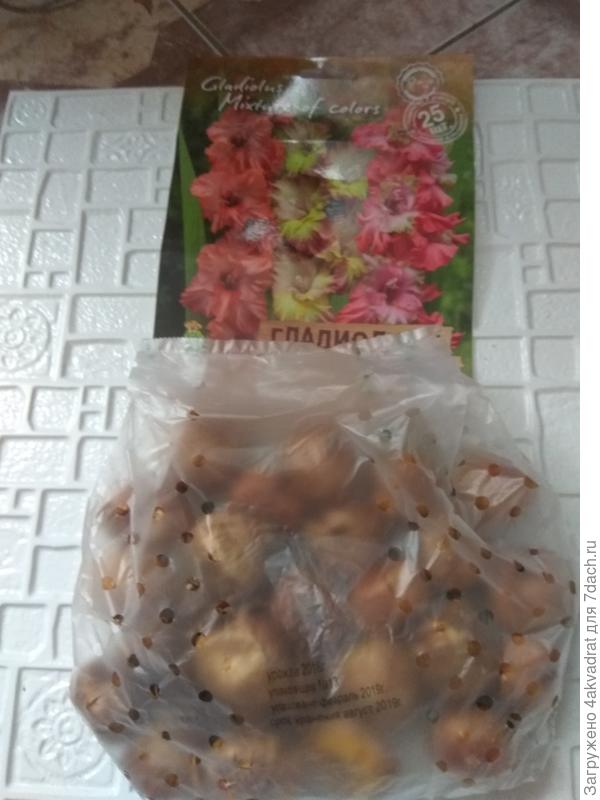 Гладиолусы