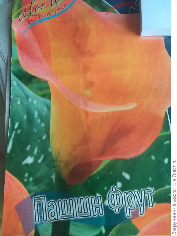 Первая калла