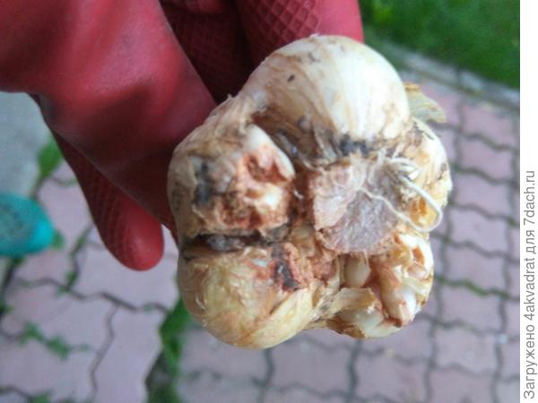 Вот что случилось, 3 ряда из четырех пошло на помойку.