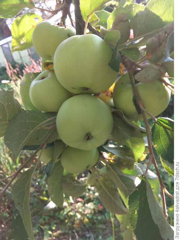 &amp;quot;Яблочная&amp;quot; гроздь