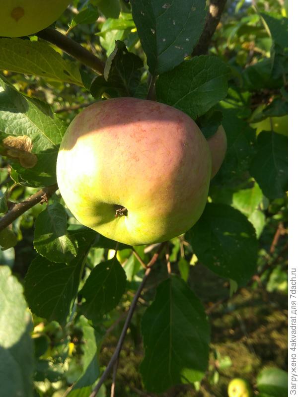 &quot;Загорелое&quot; яблочко