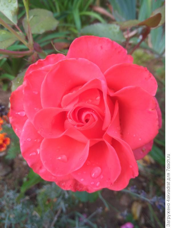 Малышка, выращенная из черенка от подаренной розочки.