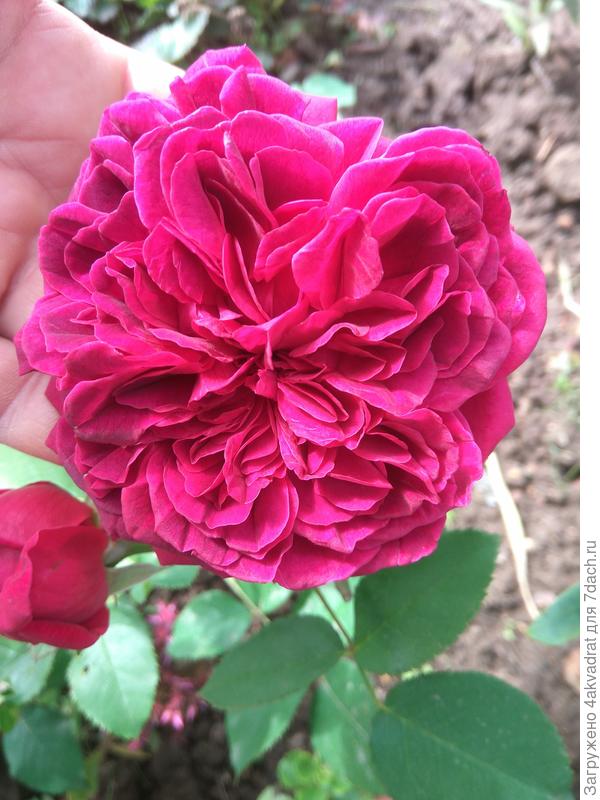 Очень необычный цветок